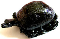 Black Turtle